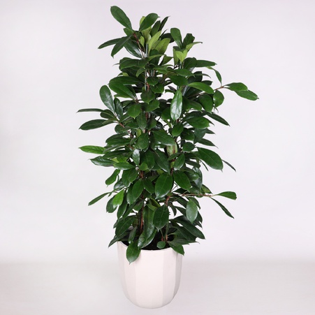 Фікус Cyathistipula в горщику