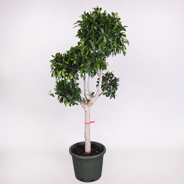 Фікус microcarpa Nitida в горщику