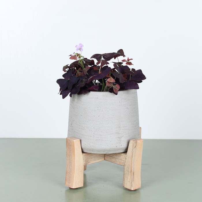 Оксалис в горшке