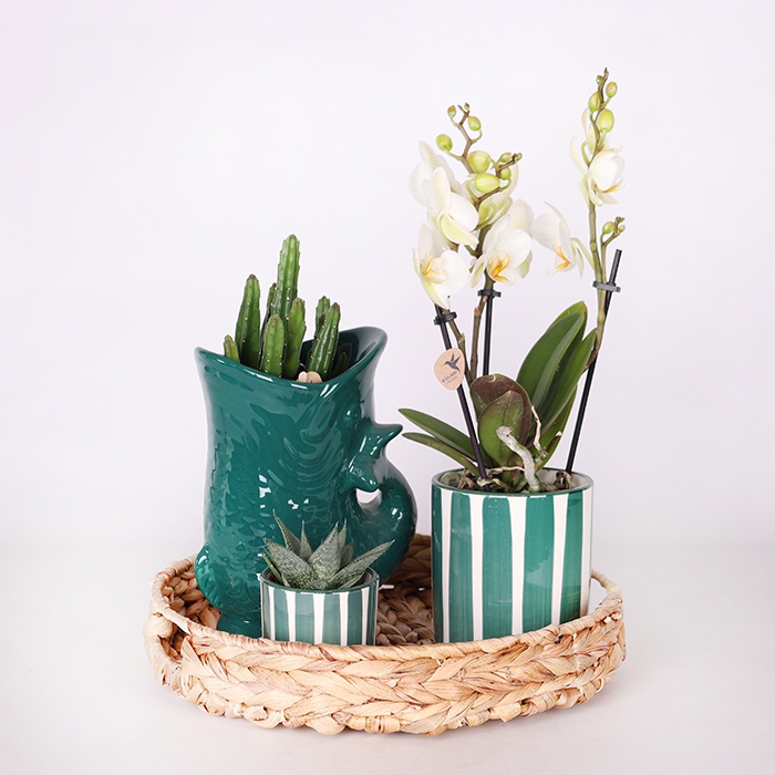 Сет растений "Зеленая гармония"