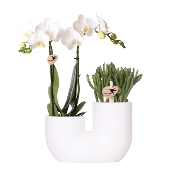 Сет растений "Изысканное сочетание"