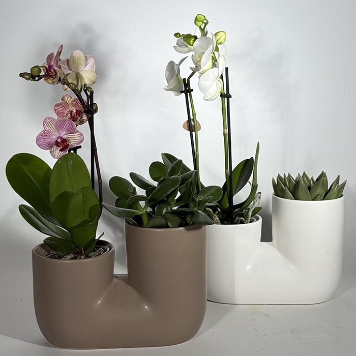 Сет рослин "Вишукане поєднання"