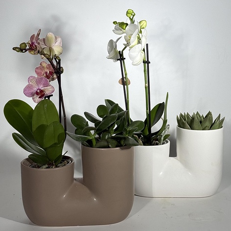 Сет рослин "Вишукане поєднання"