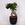 Фікус microcarpa Ginseng в горщику, М