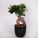 Фикус microcarpa Ginseng в горшке, М