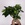Фікус microcarpa Ginseng в горщику, М