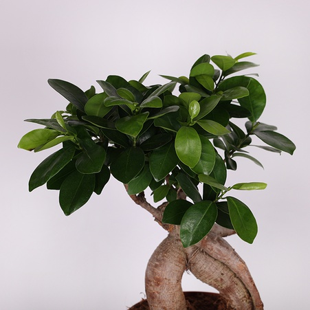 Фікус microcarpa Ginseng в горщику, М