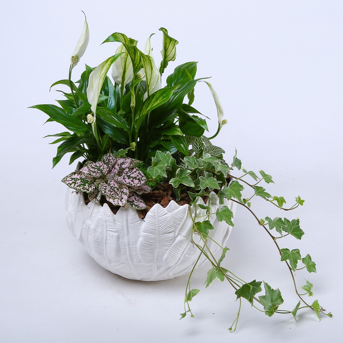 Висадка рослин в кашпо "Природна гармонія", М