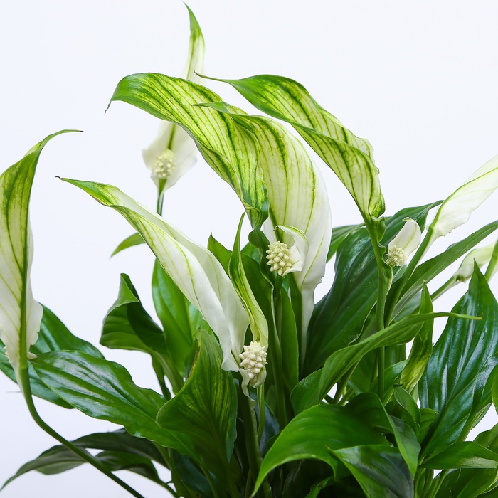 Висадка рослин в кашпо "Природна гармонія", М