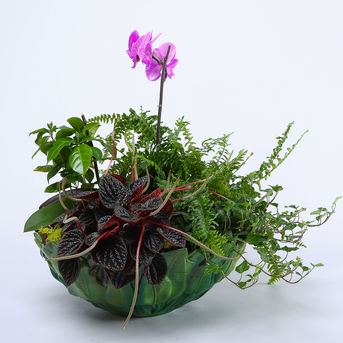 Висадка рослин в кашпо "Квіткова медитація"