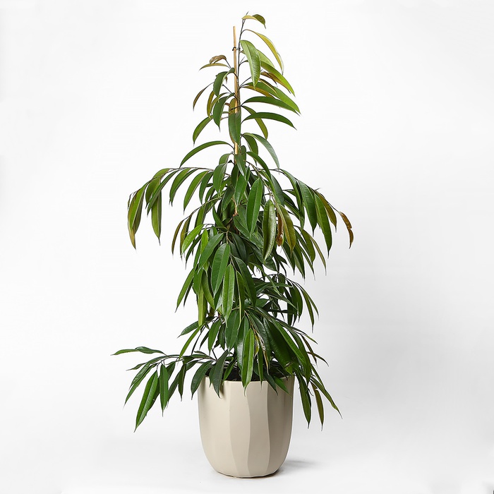 Фикус Amstel King в горшке