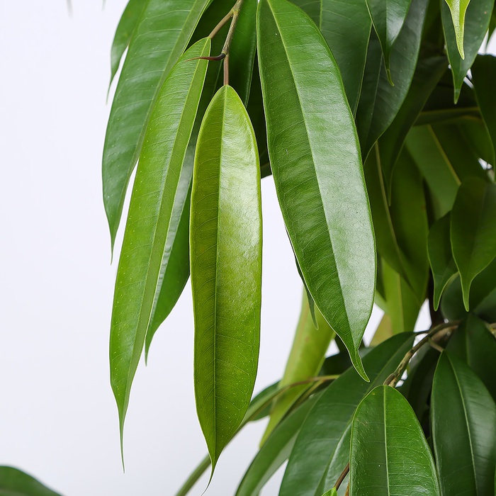 Фикус Amstel King в горшке