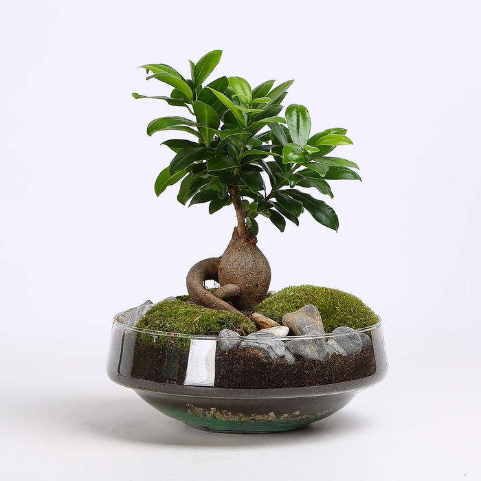 Композиция Фикус Ginseng