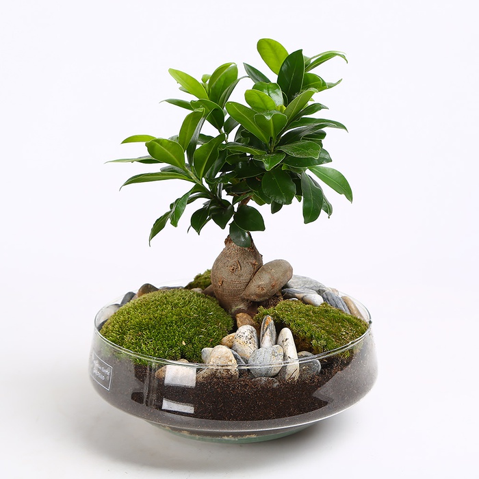 Композиция Фикус Ginseng