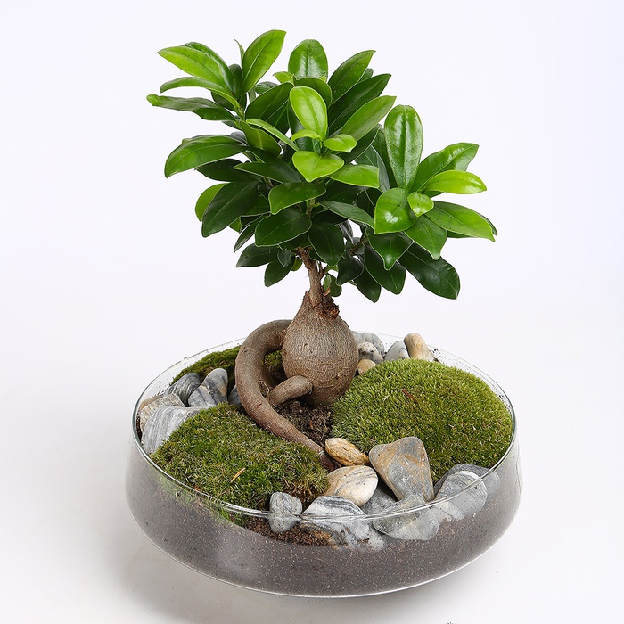 Композиция Фикус Ginseng