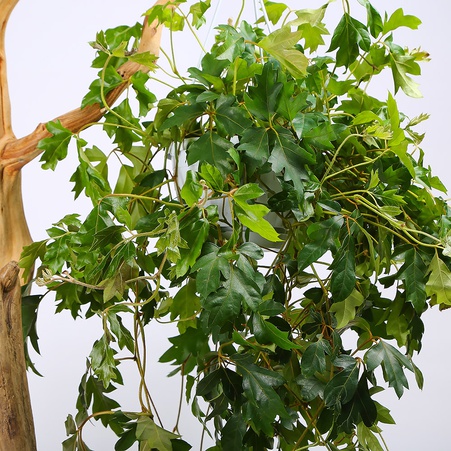 Циссус Ellen Danica в горшке, М