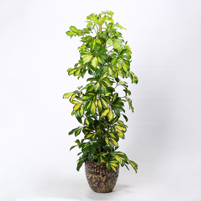 Шефлера в горщику, L