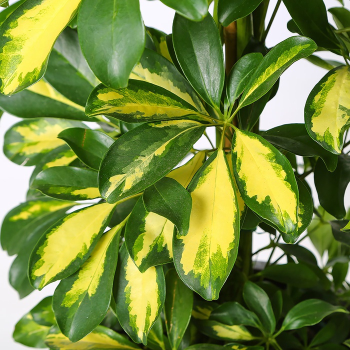 Шефлера в горщику, L