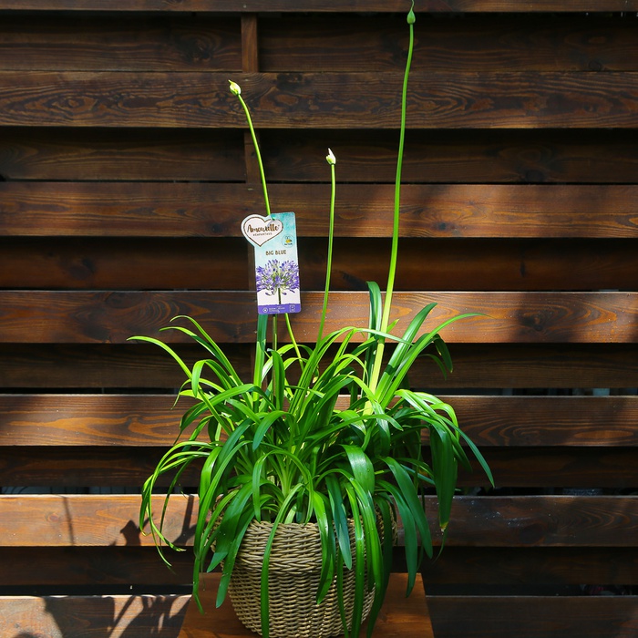 Агапантус Big Blue в горщику