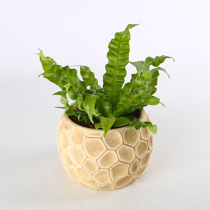 Асплениум Crispy Wave в горшке