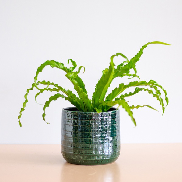 Асплениум Osaka в горшке