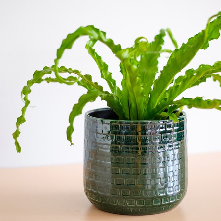 Асплениум Osaka в горшке