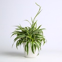 Хлорофитум в горшке, M