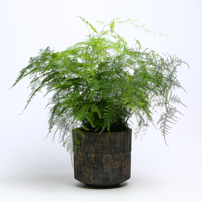 Аспарагус Setaceus в горшке, М