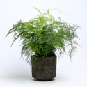Аспарагус Setaceus в горшке, М