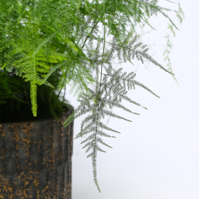 Аспарагус Setaceus в горшке, М