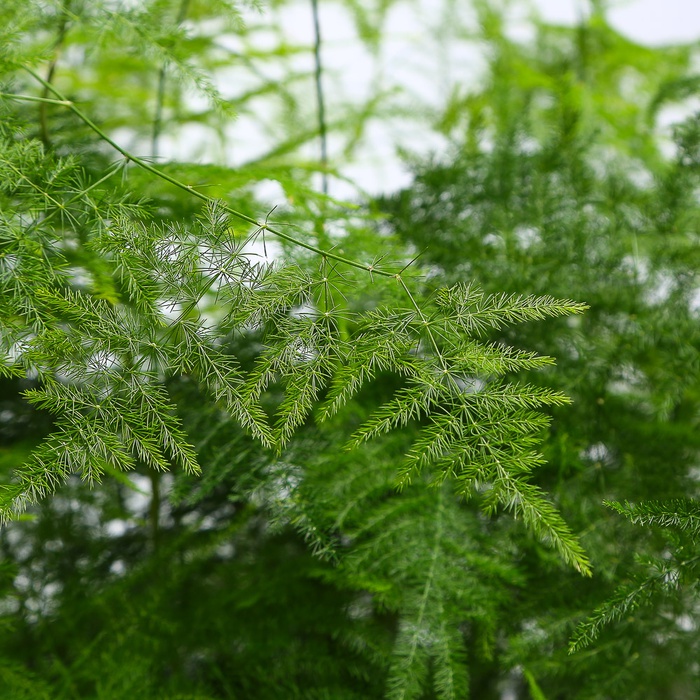 Аспарагус Setaceus в горшке, М