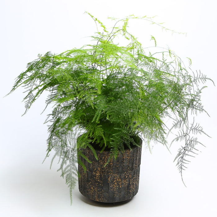 Аспарагус Setaceus в горшке, М