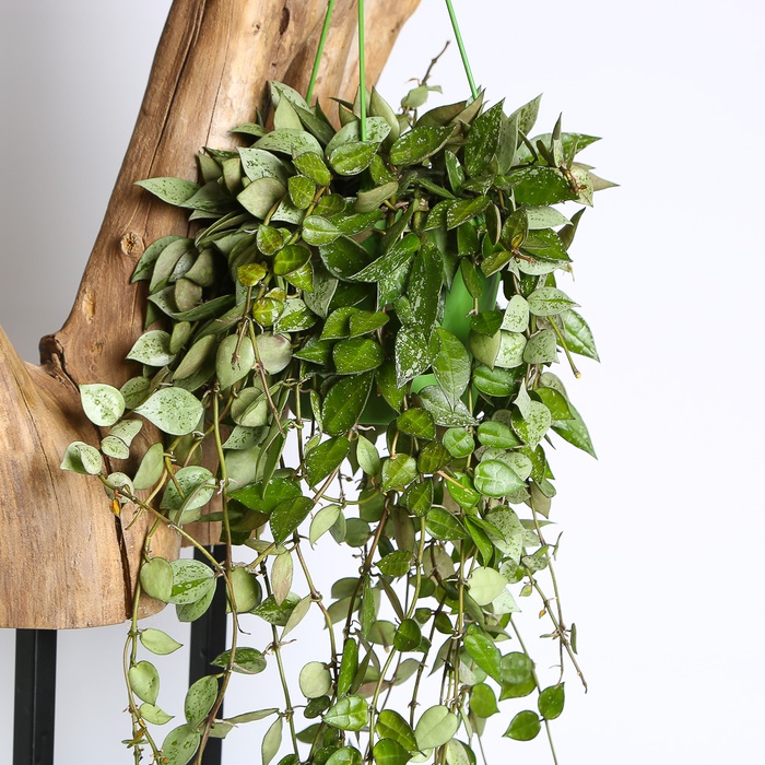 Хойя Krimson Eskimo в горшке