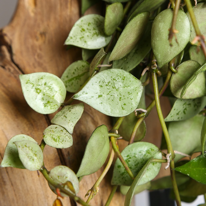 Хойя Krimson Eskimo в горшке