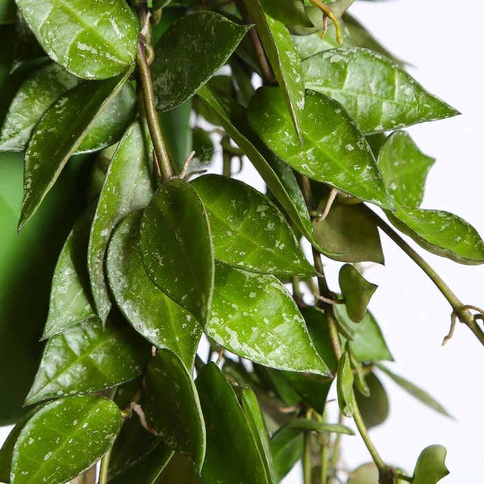 Хойя Krimson Eskimo в горшке