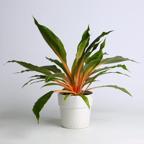 Хлорофитум Green Orange в горшке