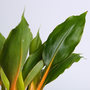 Хлорофітум Green Orange у горщику