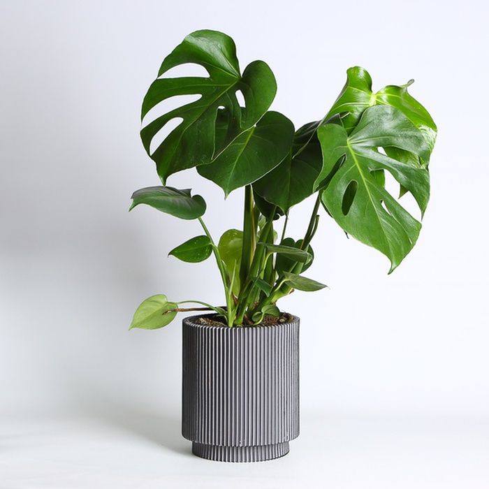 Монстера в горшке, M