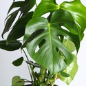 Монстера в горшке, M