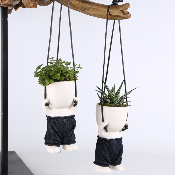 Растения микс в керамаческом кашпо