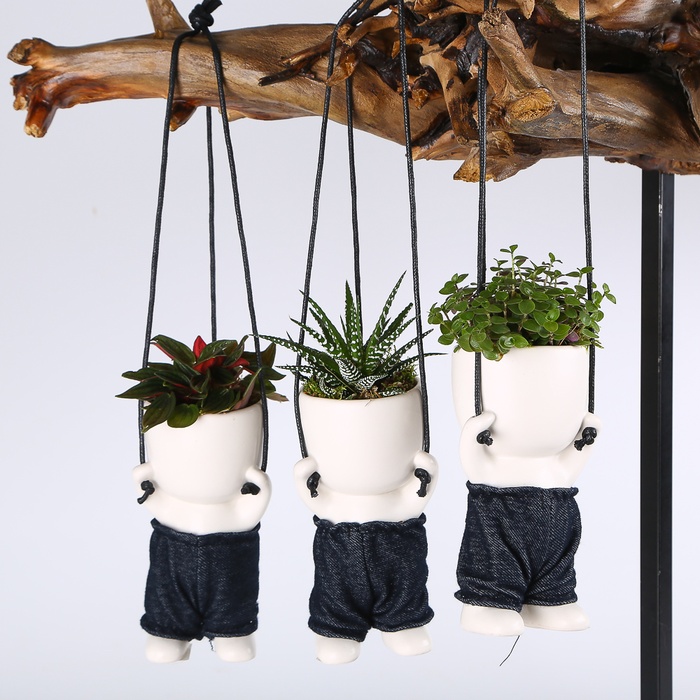 Растения микс в керамаческом кашпо