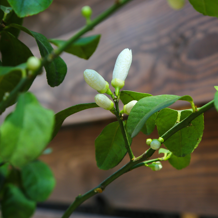 Лимон в горщику, L