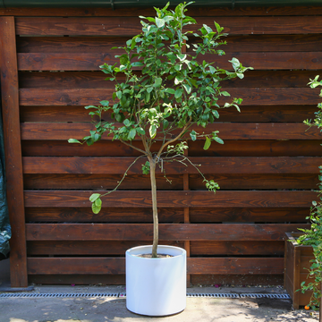 Лимон в горшке, М