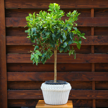 Лимон в горшке, L