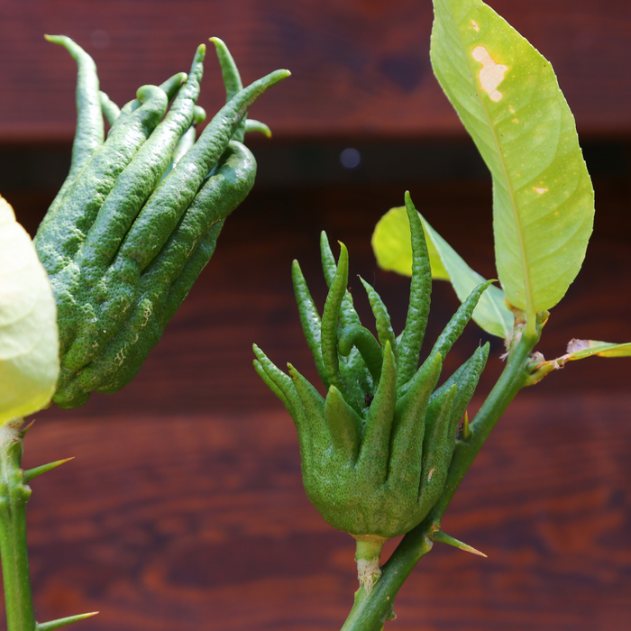 Цитрус Рука Будди в горщику