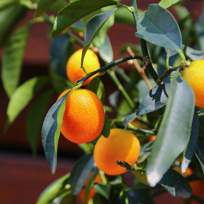 Цитрусове дерево в горшку, M