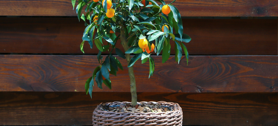 Акція на цитрусові рослини