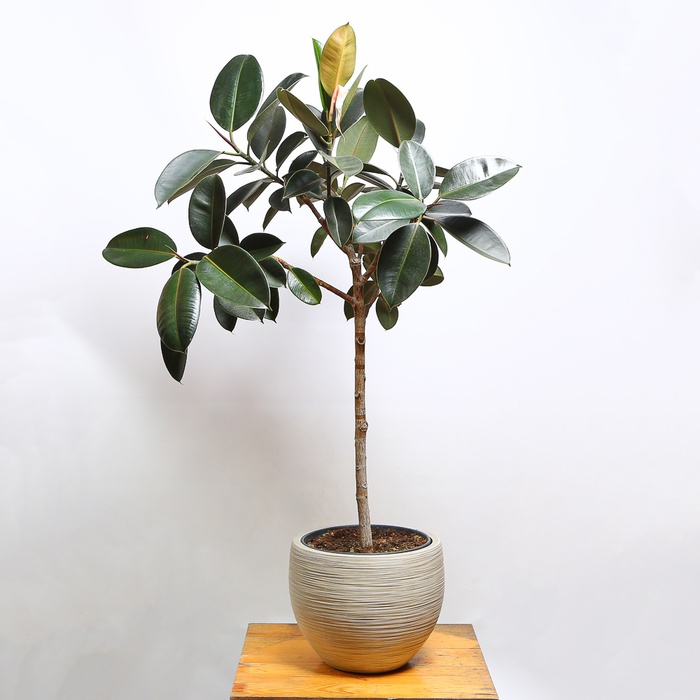 Фикус Эластика Абиджан в горшке, XL