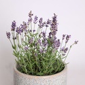 Лаванда в подарочной упаковке, S