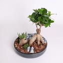 Фикус бонсай Ginseng в кашпо, S